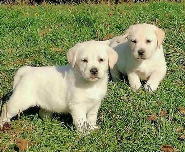 Labrador retriver