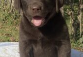 Labrador retriver, braon muzjak