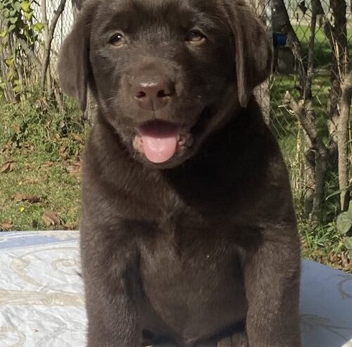 Labrador retriver, braon muzjak