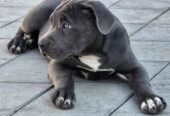 American bully xl