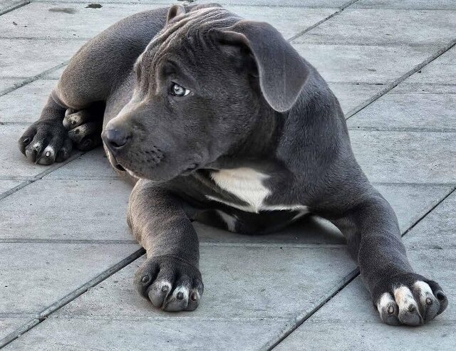 American bully xl