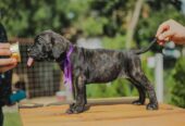 Cane Corso štenci