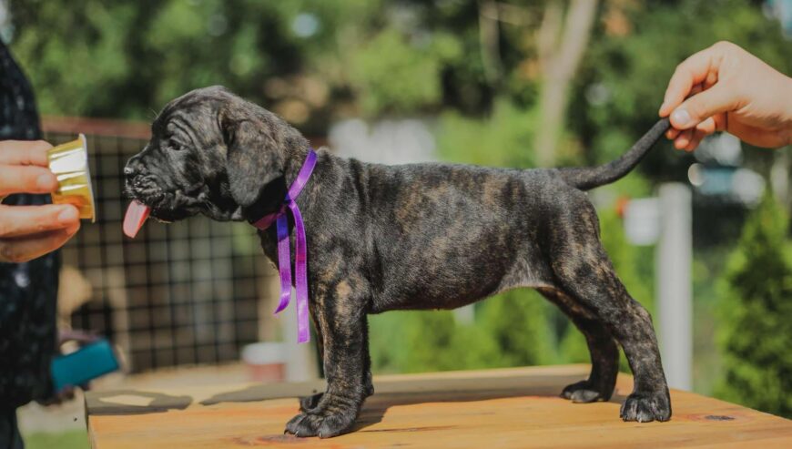 Cane Corso štenci