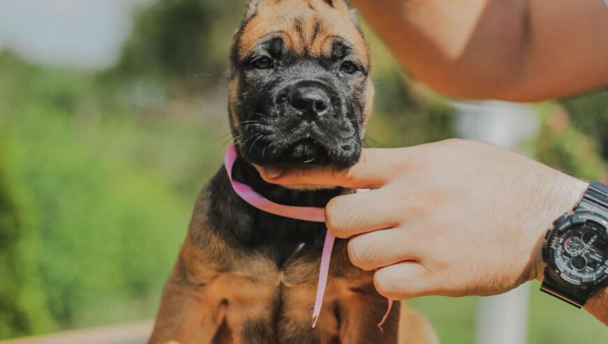 Cane Corso štenci