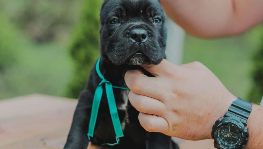 Cane Corso štenci