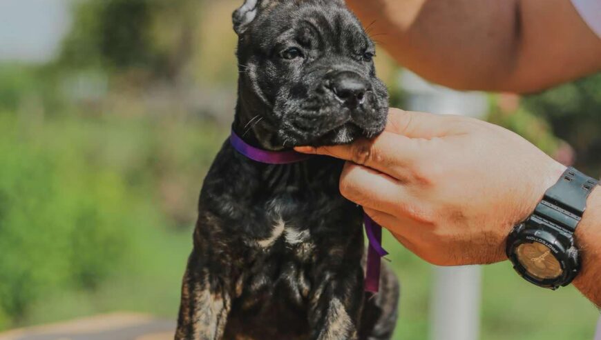 Cane Corso štenci