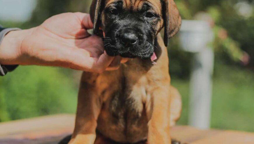 Cane Corso štenci