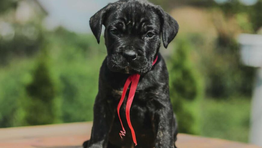 Cane Corso štenci