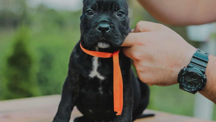 Cane Corso štenci