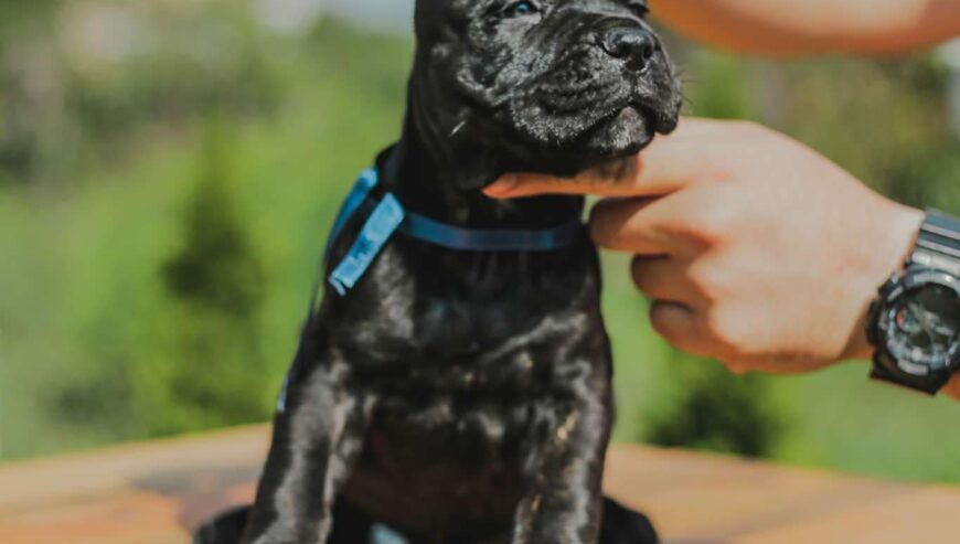 Cane Corso štenci