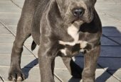 American bully xl