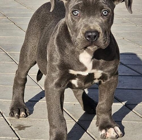 American bully xl