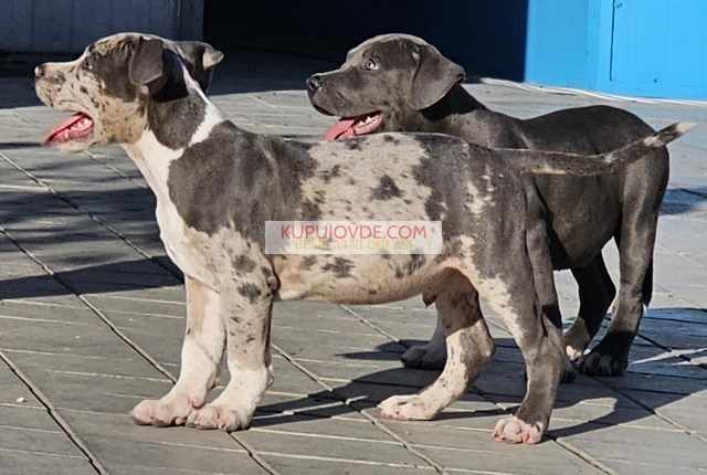 American bully xl