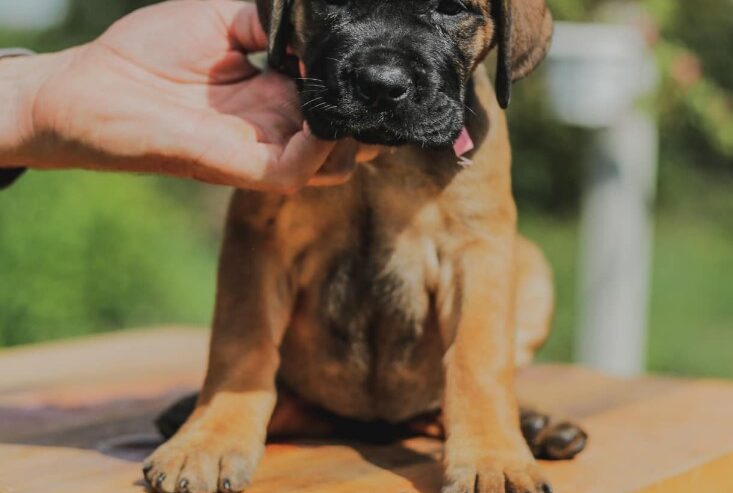 Cane Corso štenci