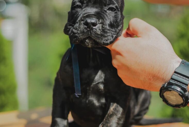 Cane Corso štenci