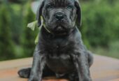 Cane Corso štenci