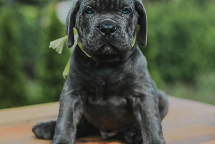 Cane Corso štenci