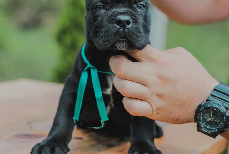 Cane Corso štenci