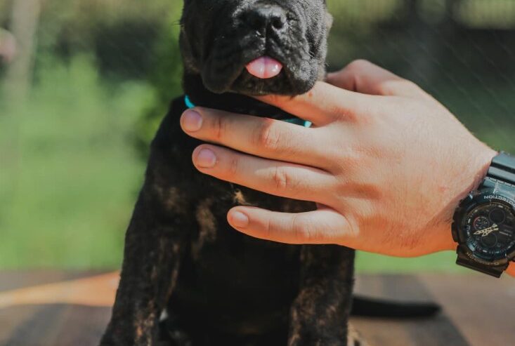 Cane Corso štenci