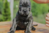 Cane Corso štenci