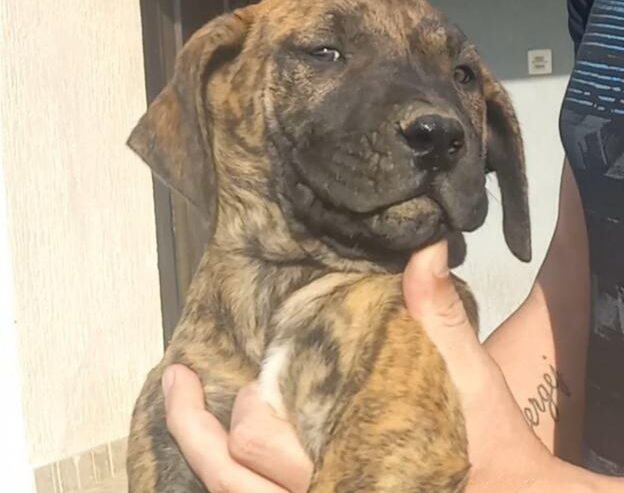 Presa Canario štenci