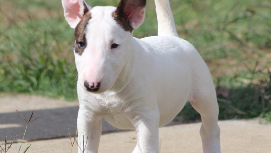 Mini Bull Terijer prelepi štenci