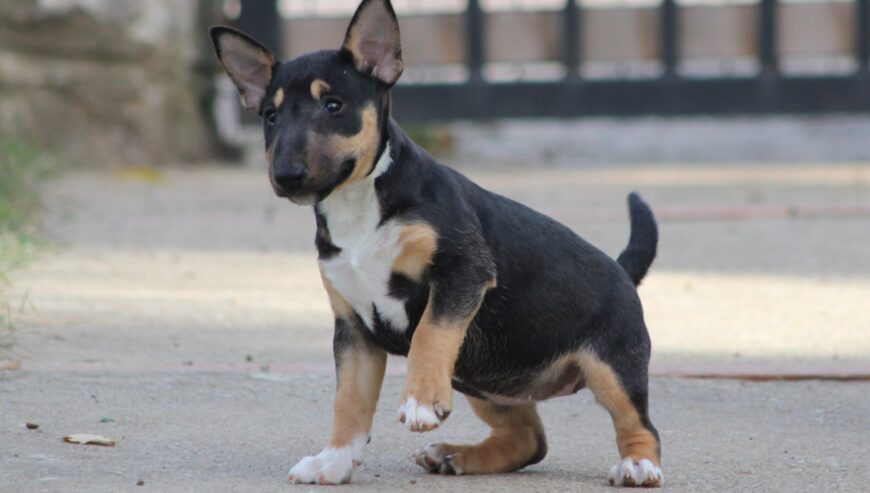 Mini Bull Terijer prelepi štenci