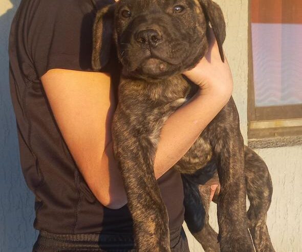 Presa Canario štenci