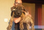 Presa Canario štenci