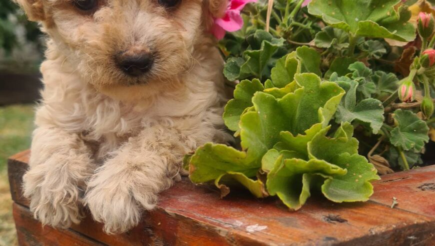 Labradoodle prelepi štenci