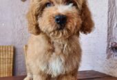 Labradoodle prelepi štenci