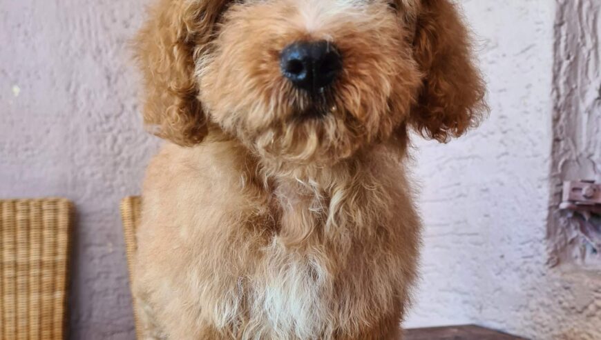 Labradoodle prelepi štenci