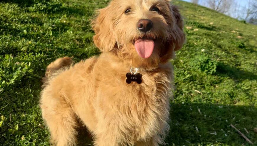 Labradoodle prelepi štenci