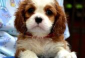 Cavalier King Charles španiel – blenheim i tricolo