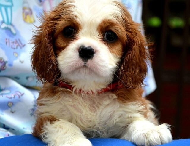 Cavalier King Charles španiel – blenheim i tricolo
