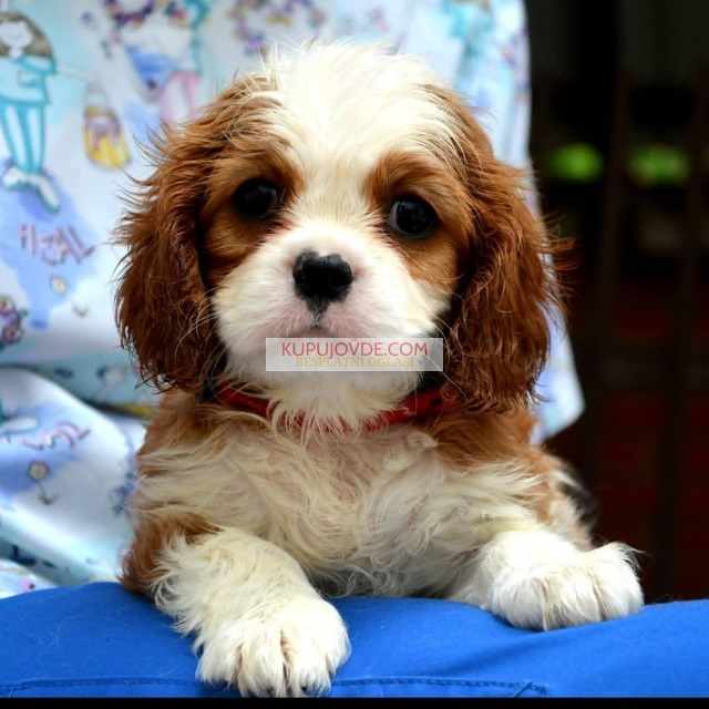 Cavalier King Charles španiel – blenheim i tricolo