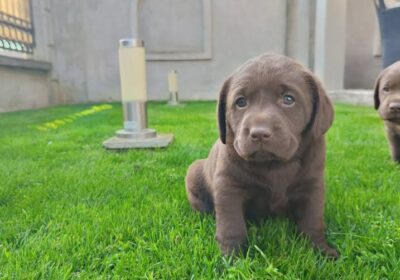 1-labrador-GJ0425