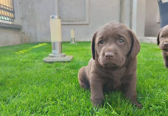 Labrador retriver
