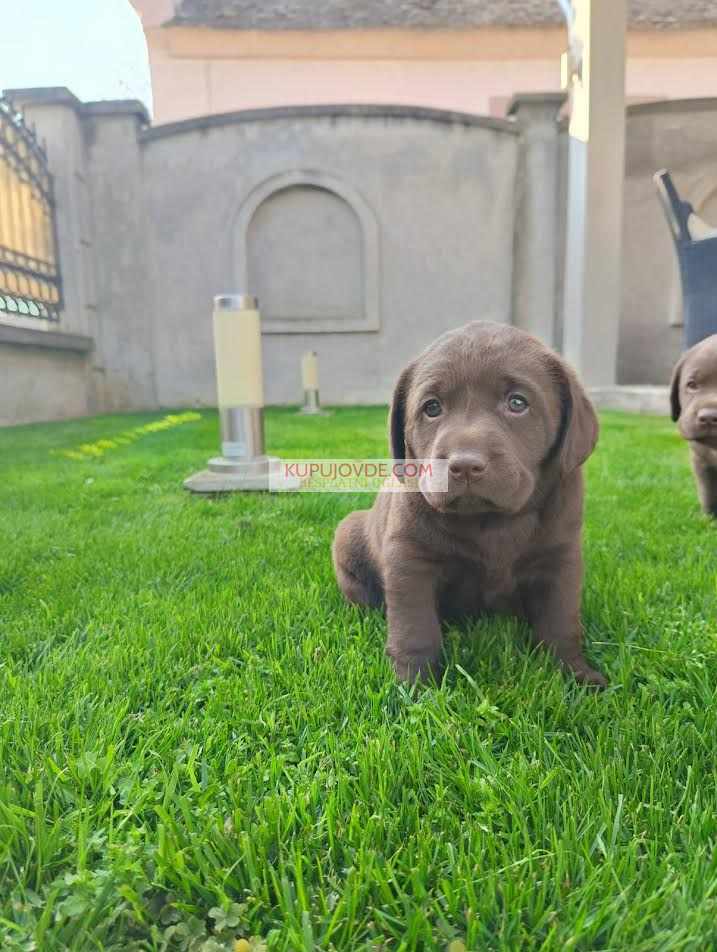Labrador retriver
