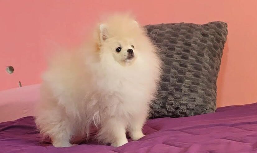 Čistokrvni Boo štenci Pomeranca