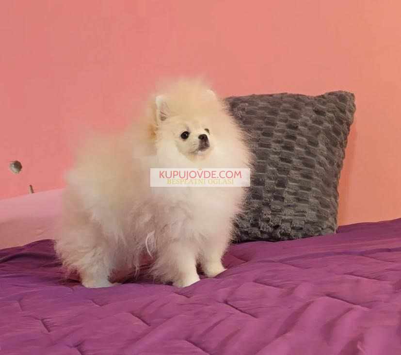 Čistokrvni Boo štenci Pomeranca