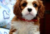 Cavalier King Charles španiel – blenheim i tricolo
