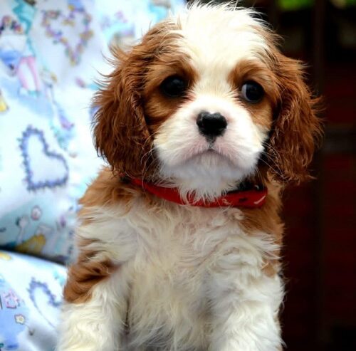 Cavalier King Charles španiel – blenheim i tricolo