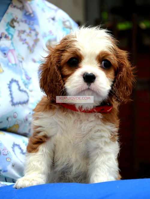 Cavalier King Charles španiel – blenheim i tricolo