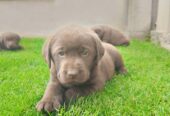 Labrador retriver