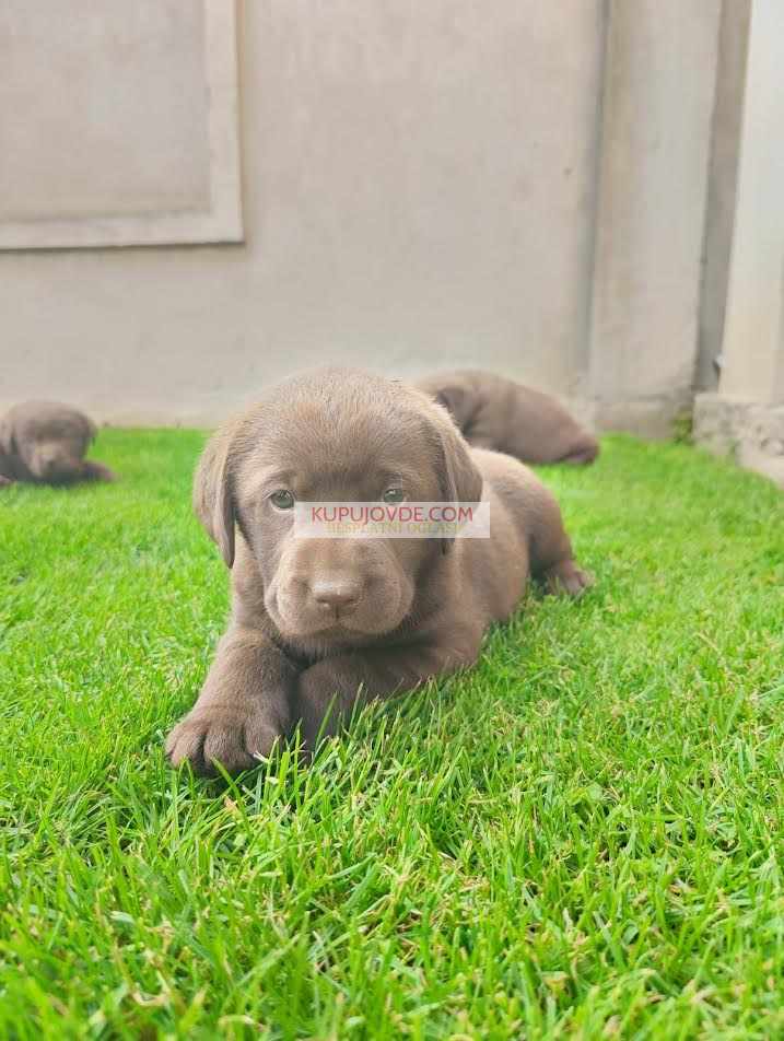 Labrador retriver