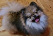 Čistokrvni Boo štenci Pomeranca