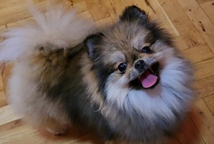 Čistokrvni Boo štenci Pomeranca