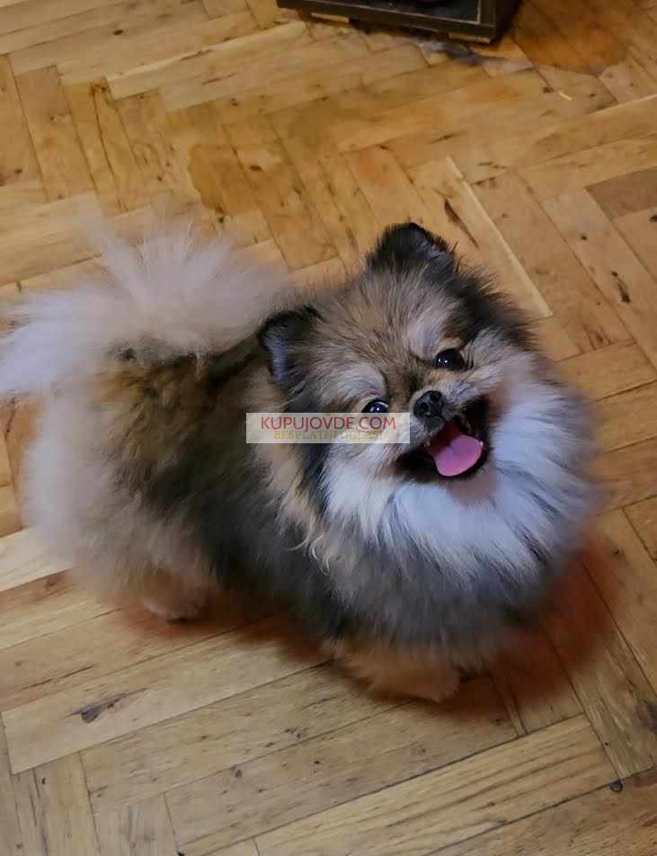 Čistokrvni Boo štenci Pomeranca