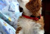 Cavalier King Charles španiel – blenheim i tricolo